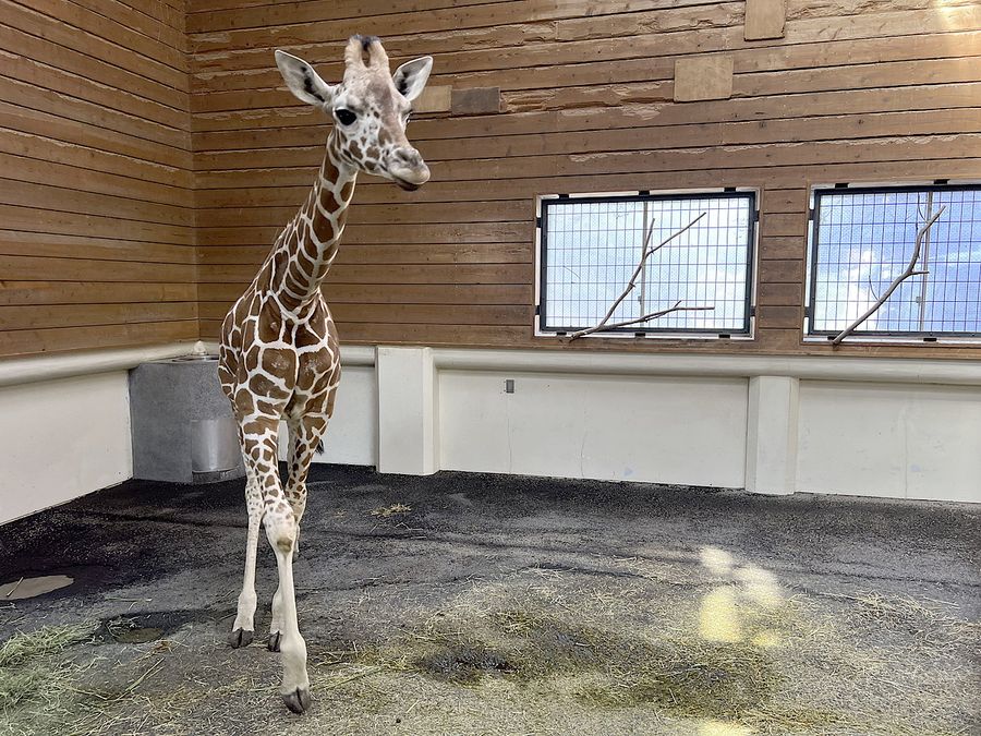 多摩動物公園から〝嫁入り〟してきたアミメキリンのノン(香南市の県立のいち動物公園)
