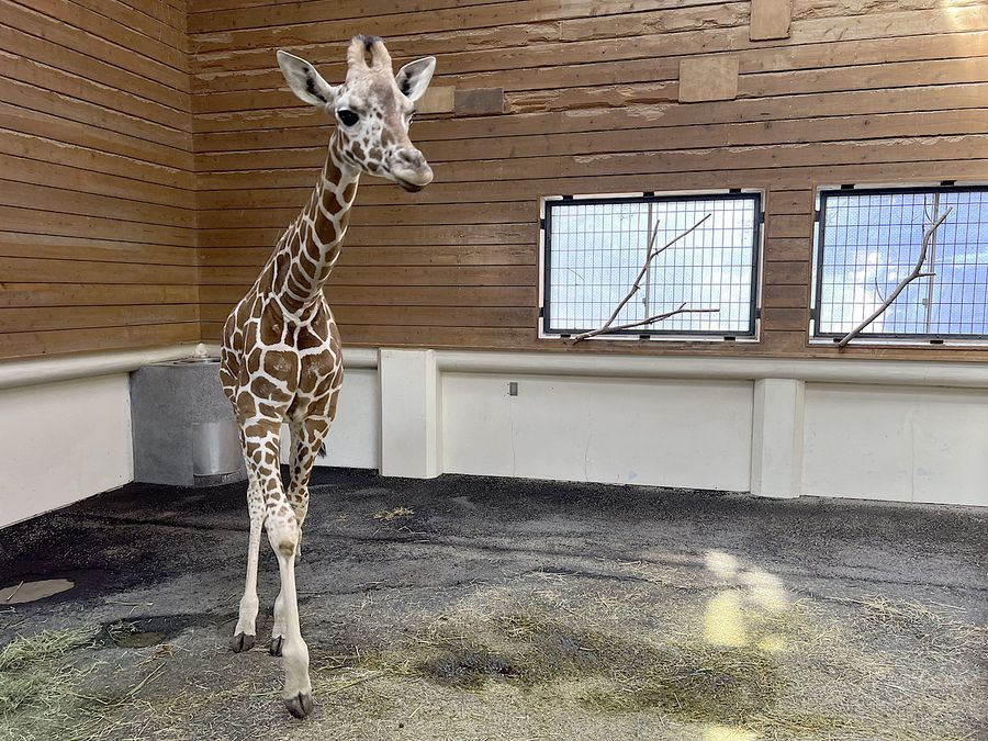 多摩動物公園から〝嫁入り〟してきたアミメキリンのノン（香南市の県立のいち動物公園）