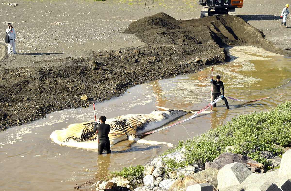クジラ死骸漂着 砂浜に埋める 室戸市 | 高知新聞