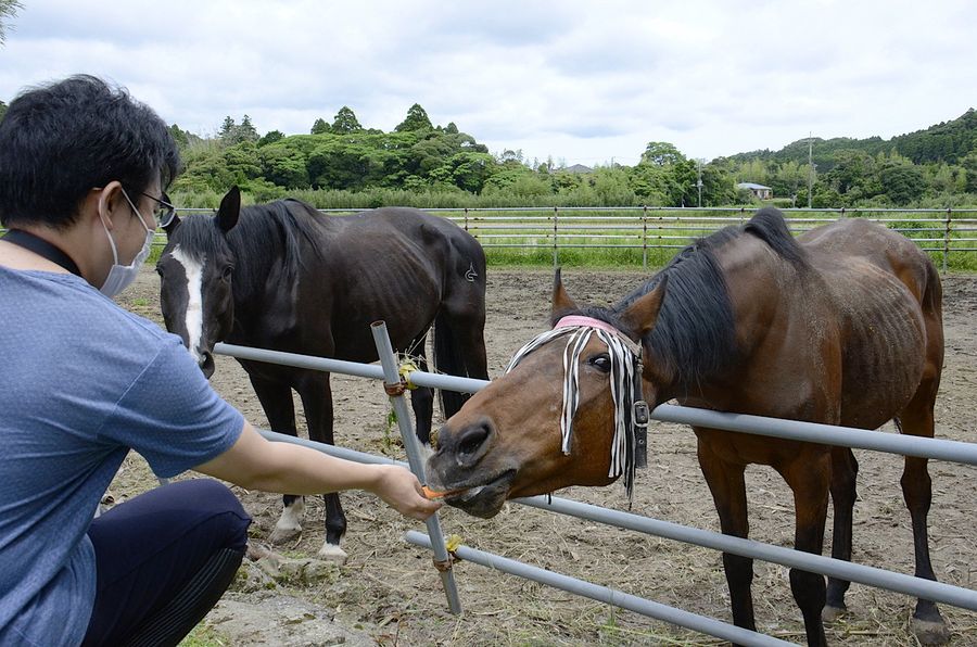 ファンからもらったニンジンを頬張るハルウララ（千葉県御宿町のマーサファーム）