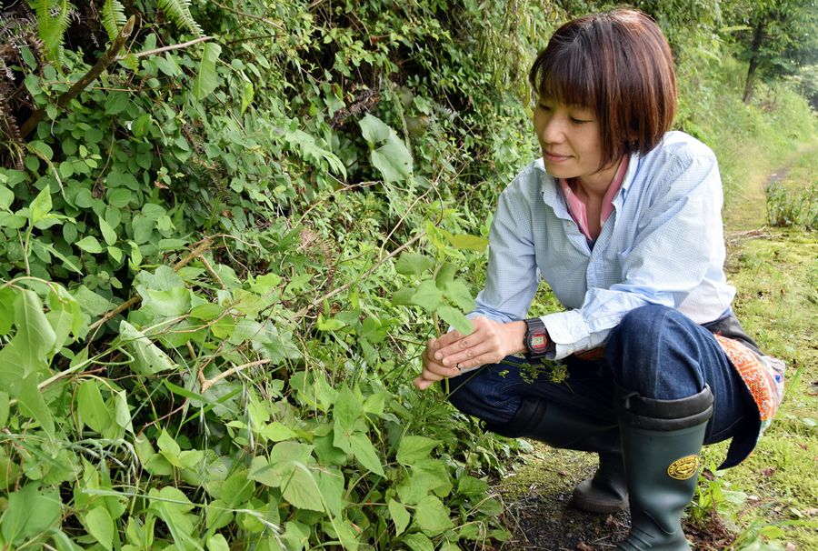 小道からぷちぷちと植物を採集していく斉藤香織さん。食べられる草花はたくさん自生している（写真はいずれも四万十市津蔵渕）