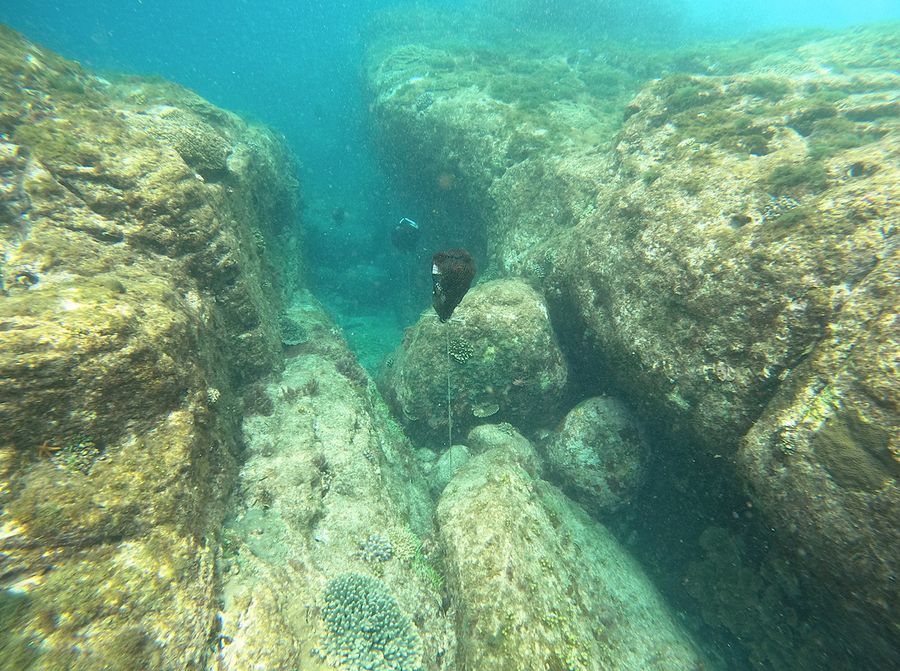 高知 柏島の青い海に かつての名物テングサ再生を 海底岩場に種付着試験 大月町 黒潮実感センター 高知新聞