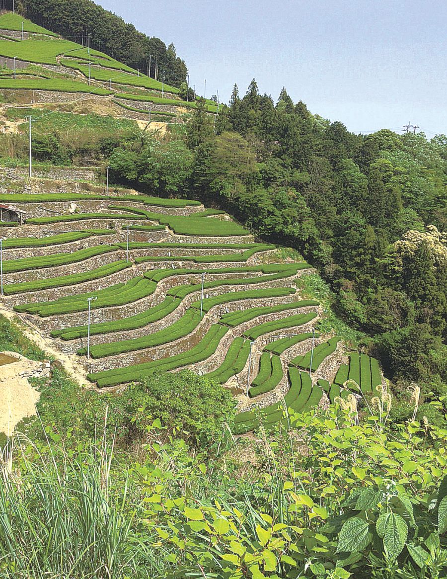 急峻な斜面に広がる茶畑を見てひらめいた。ここにモノレールがあったらなあ…（仁淀川町）