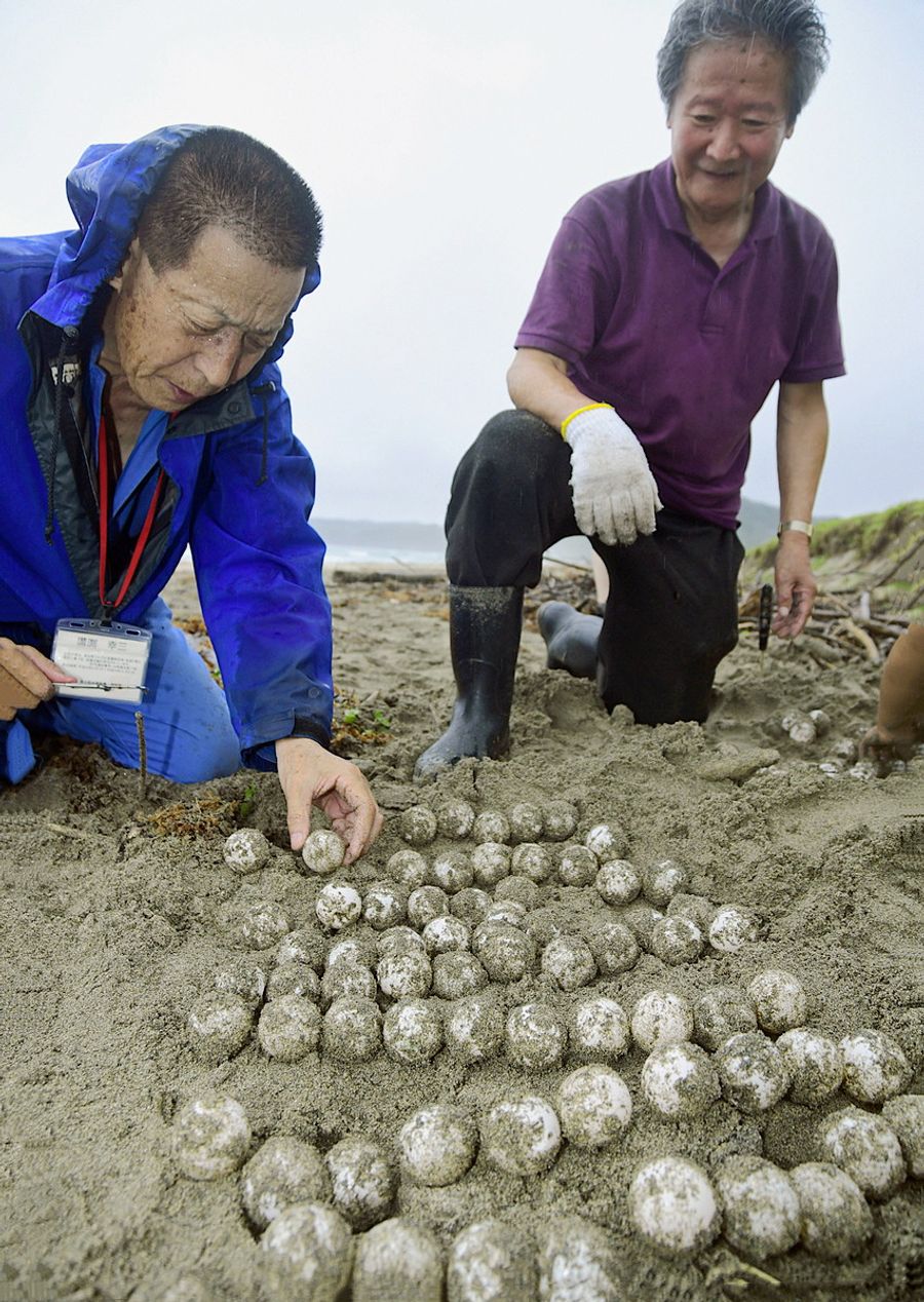 大岐の浜でウミガメ産卵 ２１年より１カ月半遅く 高知県土佐清水市 高知新聞