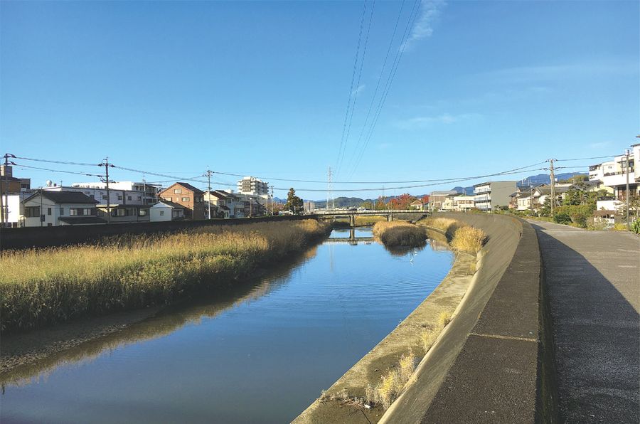 朝の久万川は美しい。足元に目をやらなければ（笑い）