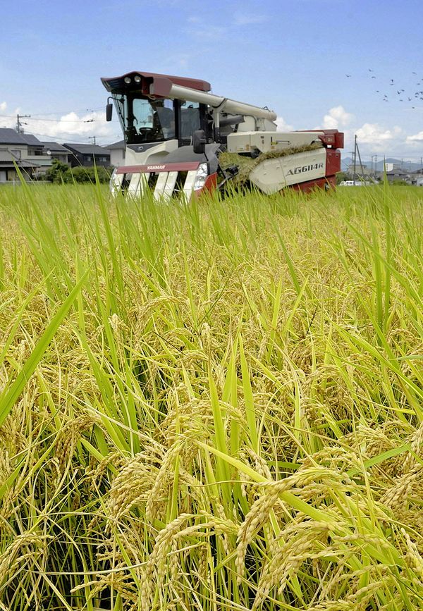 夏空の下 早場米収穫 高知 南国市 収量多く 品質も例年通りいい 高知新聞