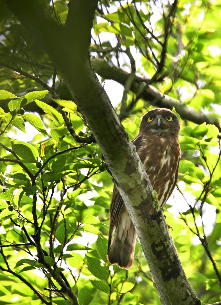 アオバズクすくすく 高知公園の樹上で愛らしく 高知新聞 アオバズクすくすく 高知公園の樹上で愛らしく 高知新聞