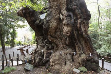 高橋弘の巨樹巡礼 15回続きの8】静岡県熱海市のクスノキ 本州最大の 