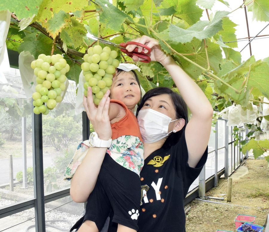 ブドウ狩りを楽しむ来園者(大月町の「わっはっは!」)