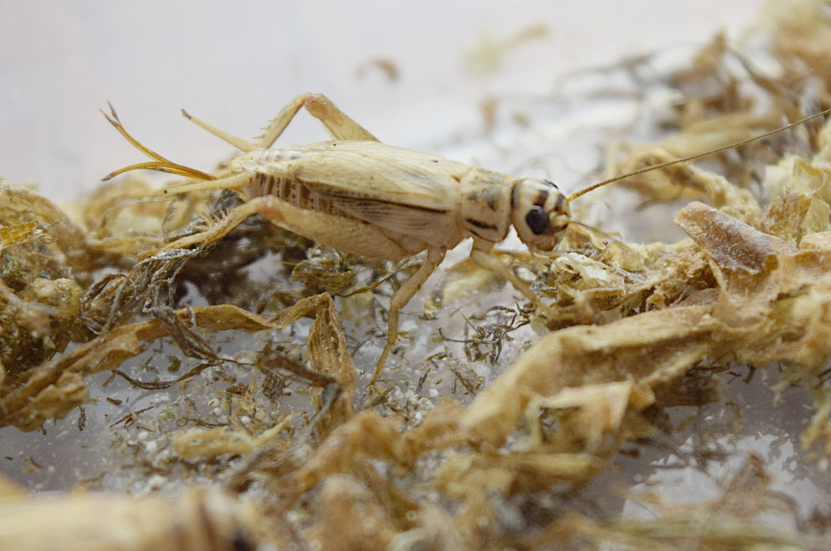 昆布端材を餌に食用コオロギ養殖 臭い抑え 味も変化 泉利昆布海産 高知市 とバグモ 京都市 商品化へ 高知新聞