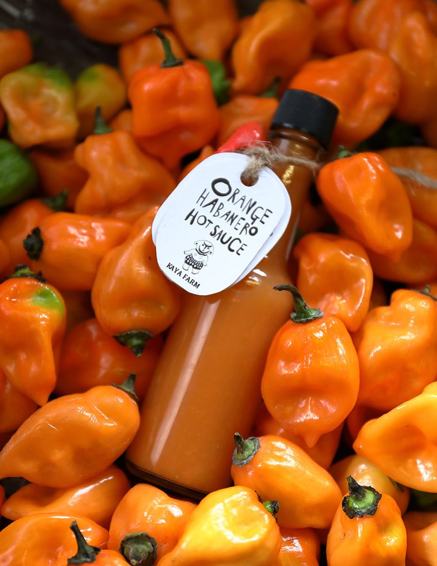 見た目がかわいいハバネロは、タカの爪の４倍の辛さ。キャロライナ・リーパーは、さらにその４倍の辛さだそう