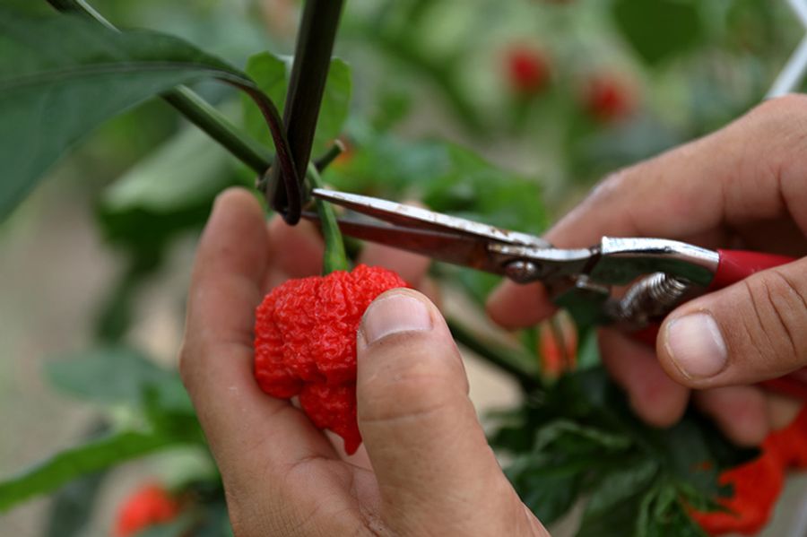 夏は日中40度を超えるハウス内。4月に苗を植えて6月から青い唐辛子が、7月からは熟し、鮮やかに色づいた唐辛子が収穫できるように