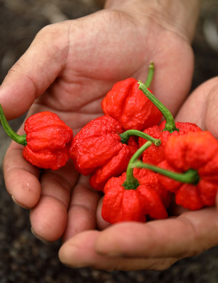 今年初めて作った「香辛子」。ハバネロに似たフルーティーな香りがありながら、辛さがほとんどない品種