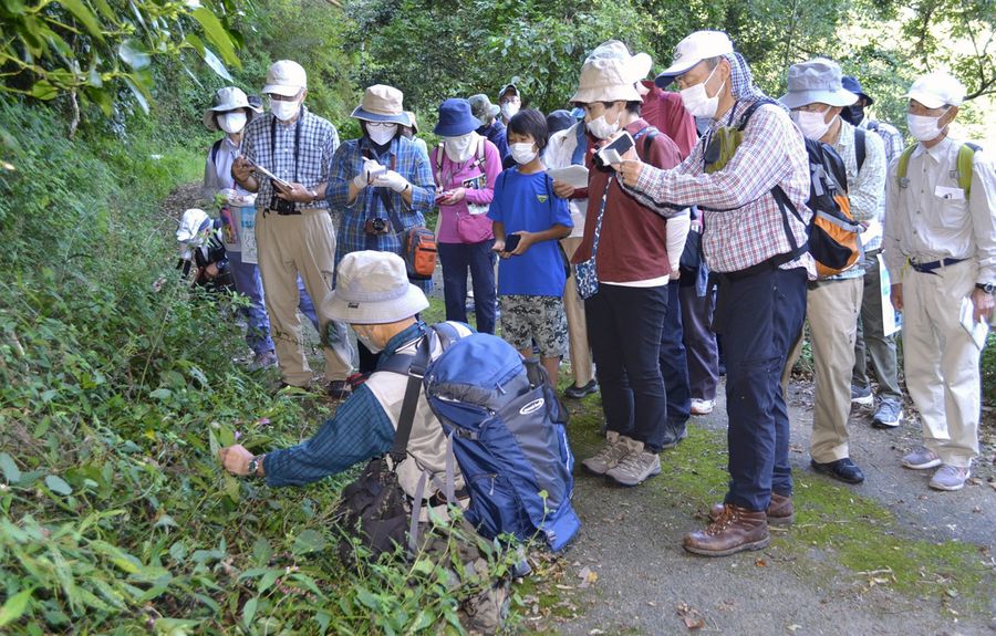 牧野富太郎博士の足跡をたどりながら植物を観察する参加者（四万十町小石）