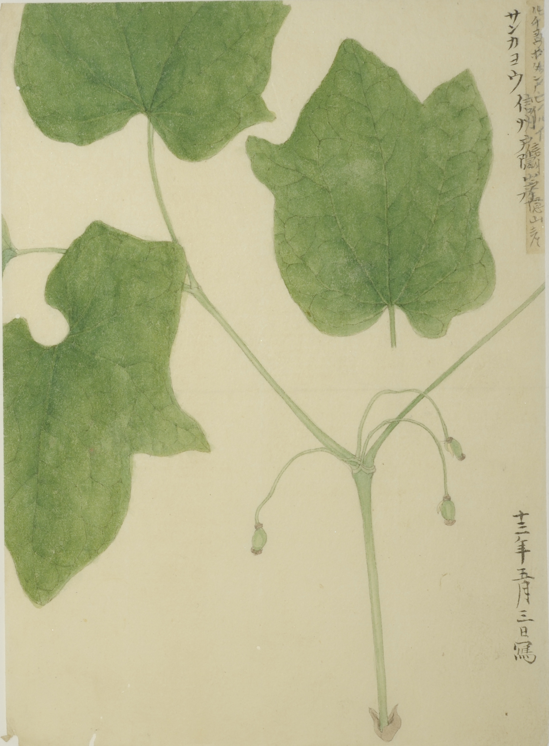 ヤマトグサ命名の真相」（下） シン・マキノ伝【17】＝第2部