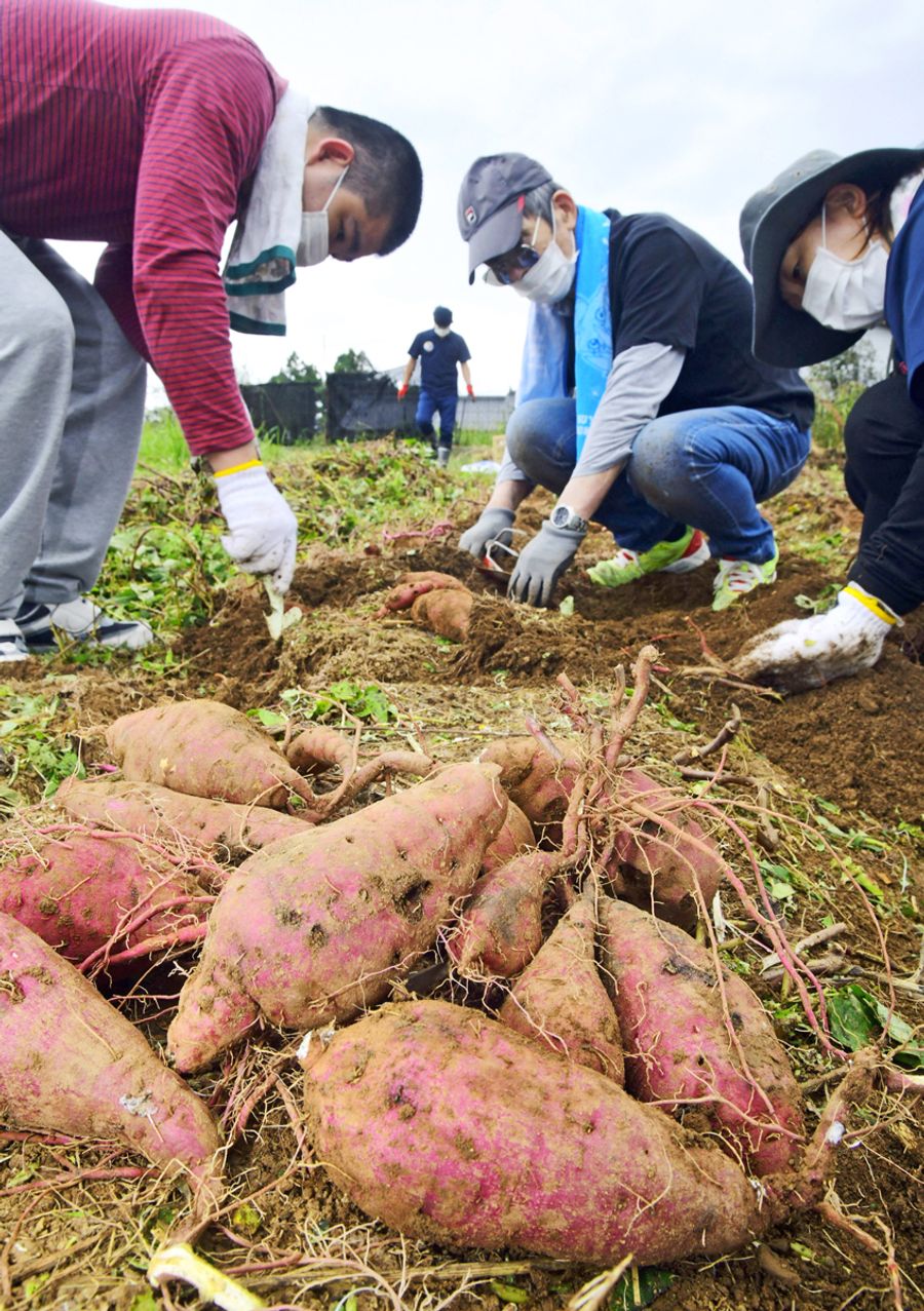 イモ掘り楽しい!障害者らが収穫体験 土佐清水市 | 高知新聞