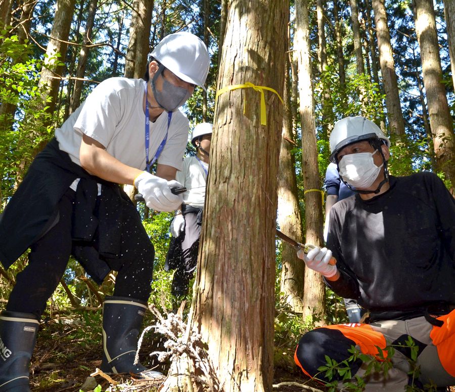 のこぎりを使って間伐する三愛オブリの社員＝左（本山町古田）