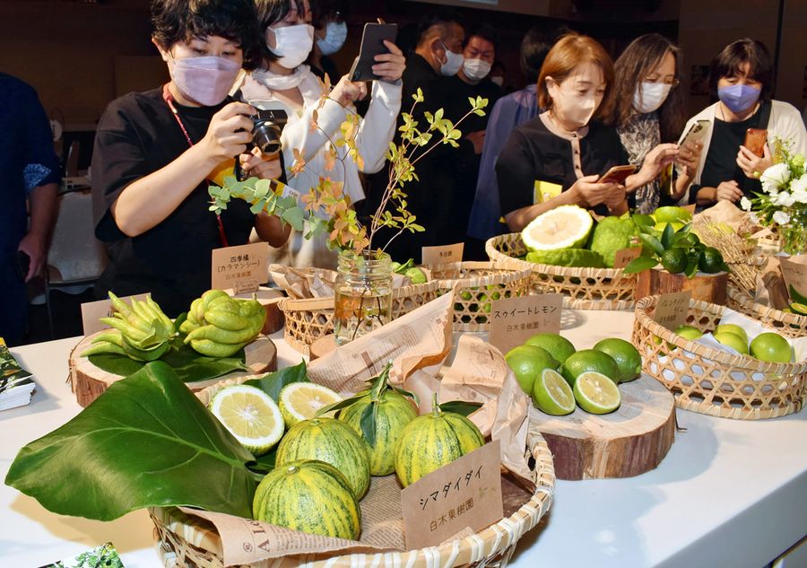 高知の酢ミカンが勢ぞろいした会場（高知市上町２丁目の城西館）