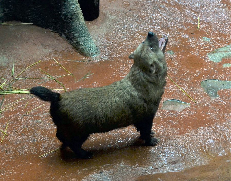 原始の犬 ヤブイヌ 愛らしい 一般公開で人気に 高知 のいち動物公園にお嫁入りした スマイラー 高知新聞