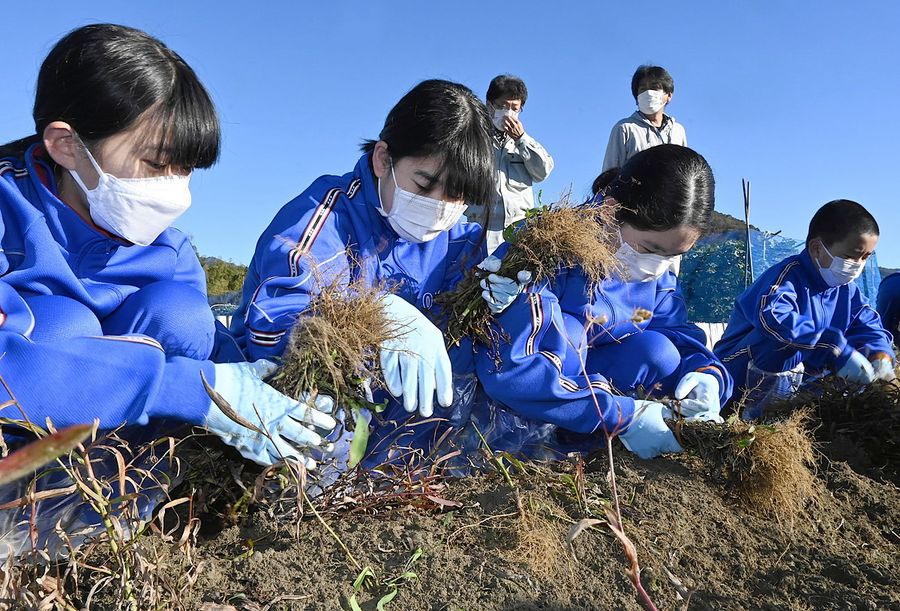 ミシマサイコの収穫を体験する越知中生　（越知町今成）