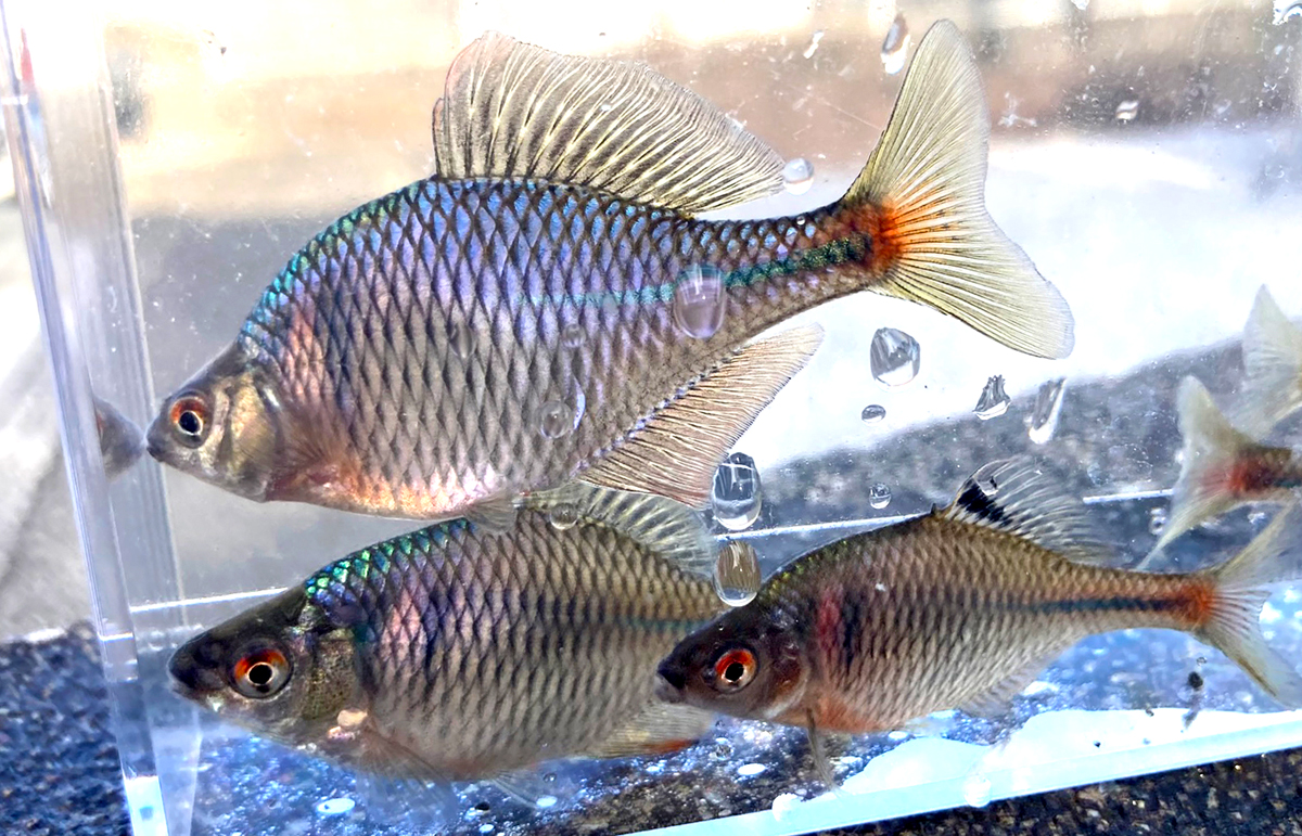 タナゴka 極小の世界に入り込む のべ竿いっぽん【タナゴ釣り編】―