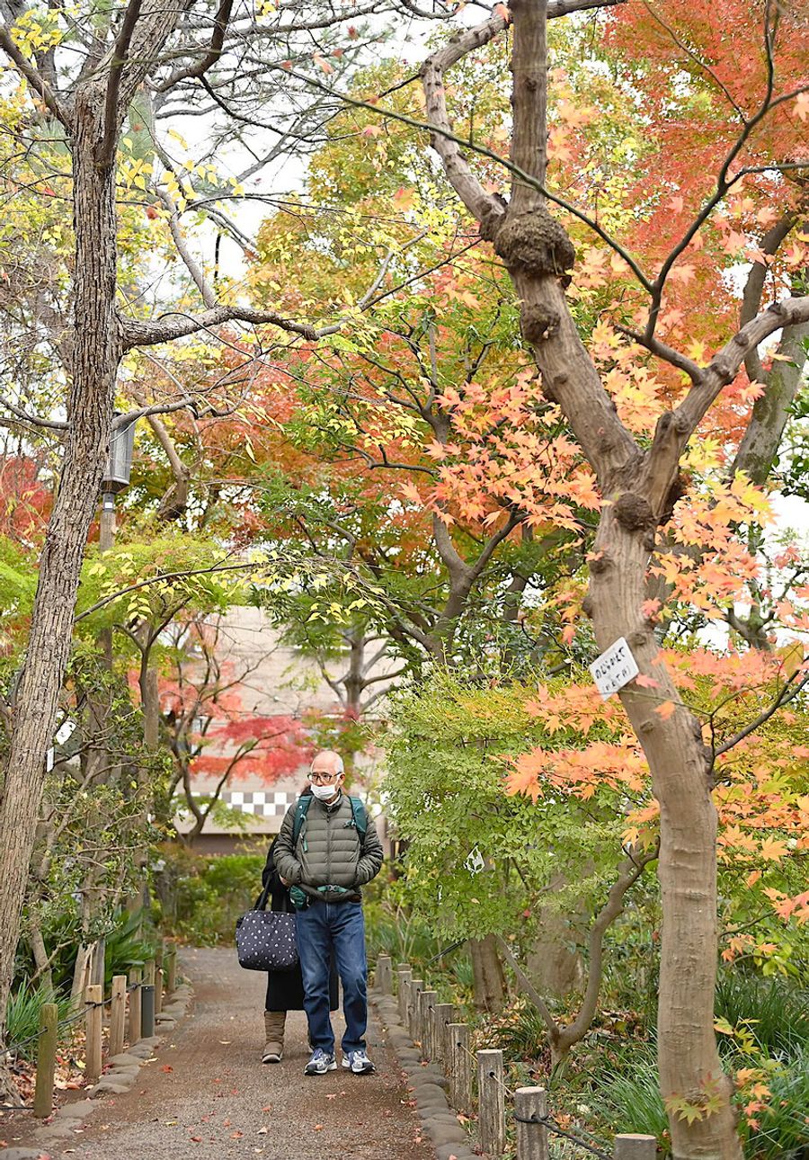 １２月初旬の庭園はカエデやイチョウが見頃で、ソメイヨシノの大木も。四季折々の花が楽しめる