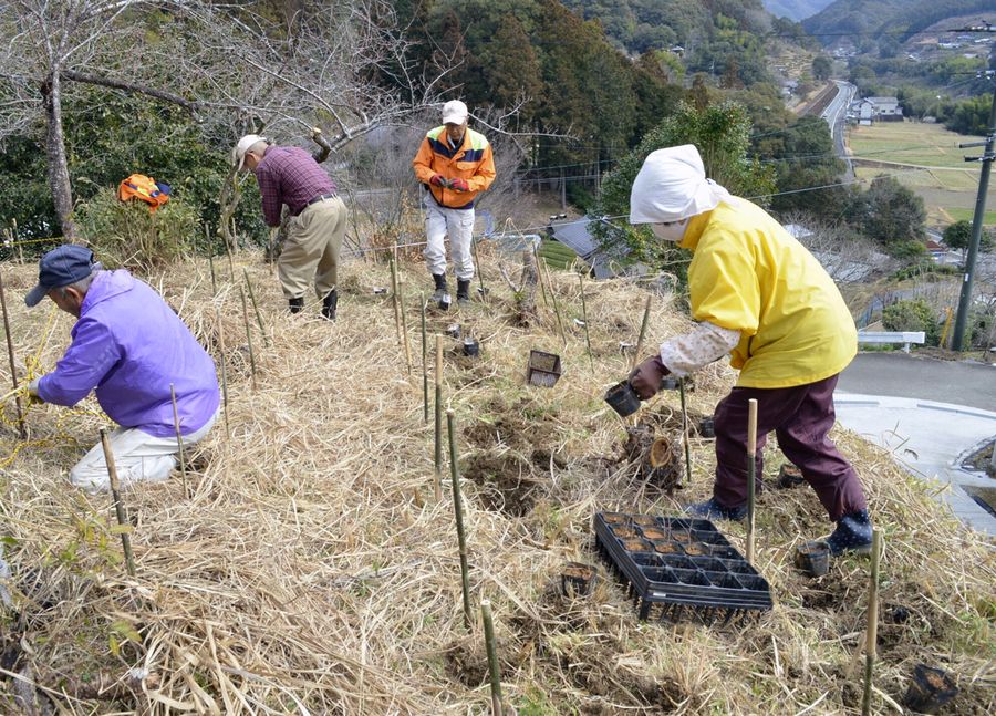 植え付けが進むガンピの苗木(昨年3月、四万十町十和川口)