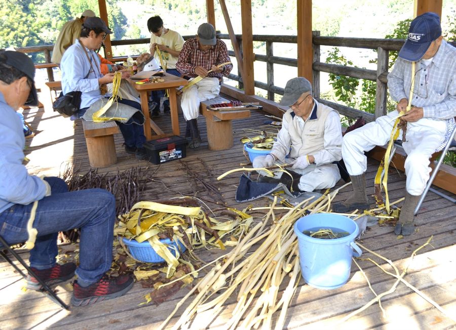 特産化を目指し、試行するガンピの皮剥ぎ作業(四万十町十川)