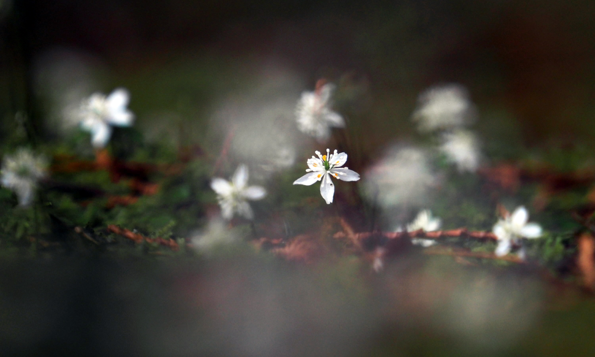 新連載企画スタート】牧野博士が愛したバイカオウレン―ふるさとの