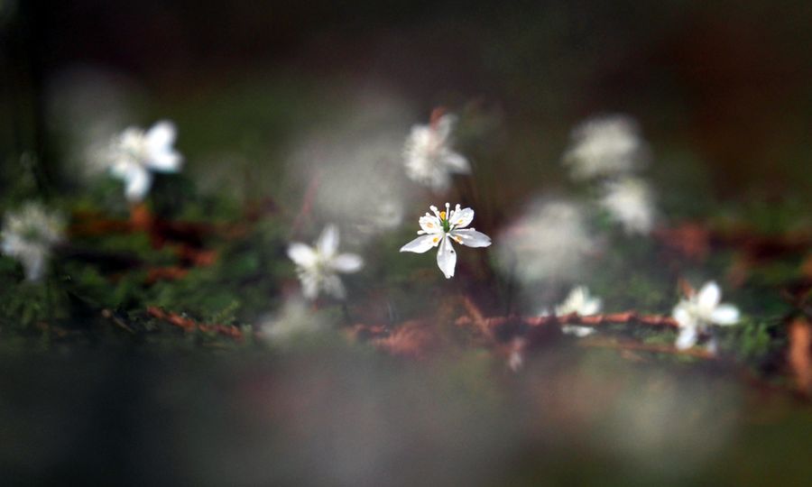 輝くように咲くバイカオウレン。博士が愛した野草の５枚の葉は県立牧野植物園のシンボルマークになった（写真はいずれも佐川町甲の牧野公園）