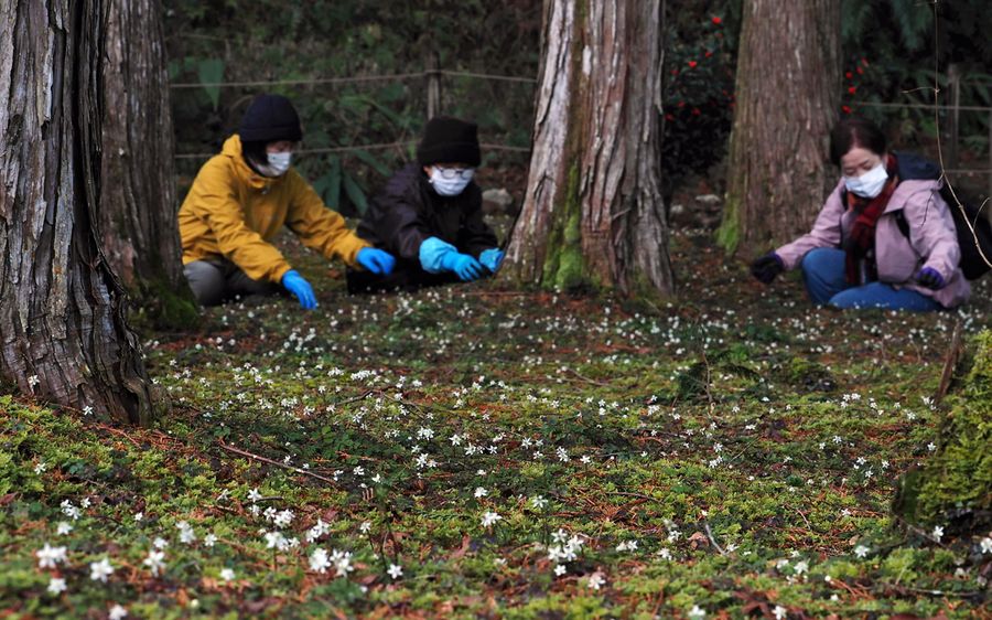 バイカオウレンの群生地で、小枝やコケを丁寧に取り除くボランティア