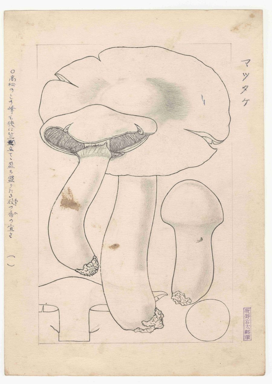 牧野富太郎筆「マツタケ」（万葉植物図譜より、個人蔵）
