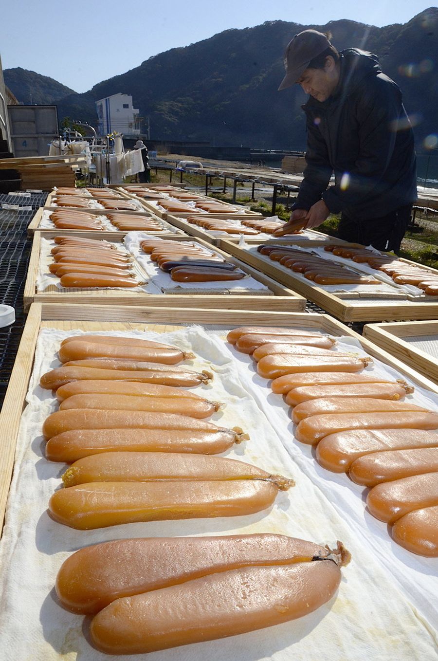 えびらにずらっと並んだあめ色のからすみ（須崎市の富士ケ浜）