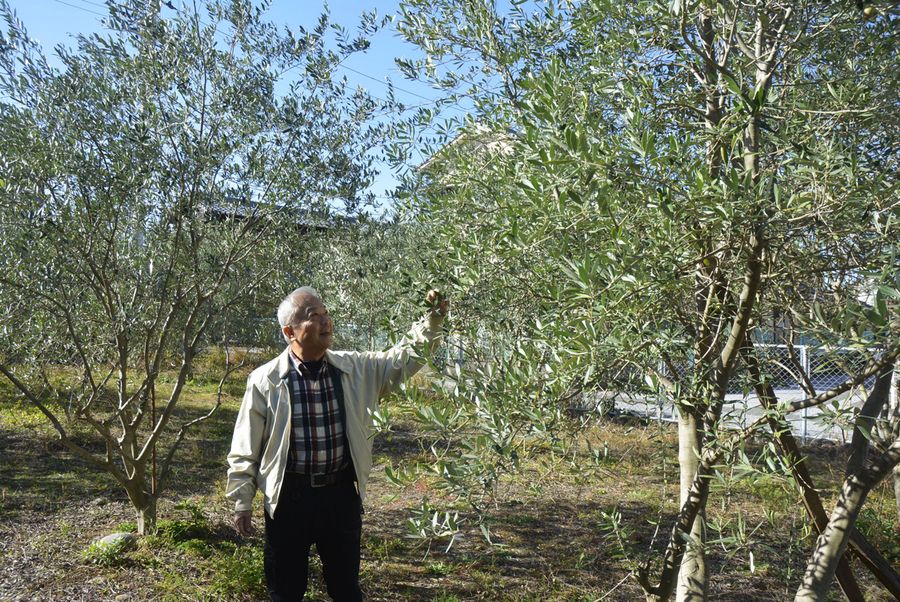 宮崎玄教さんがオリーブの苗木を植えて７年。昨年初めて全部の木に花が咲いた（写真はいずれも田野町）