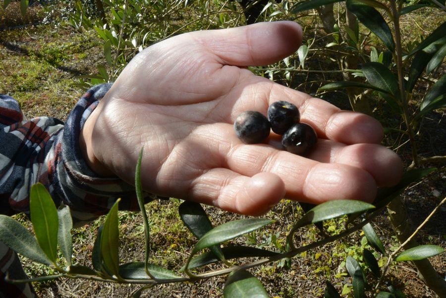 収穫したオリーブの実