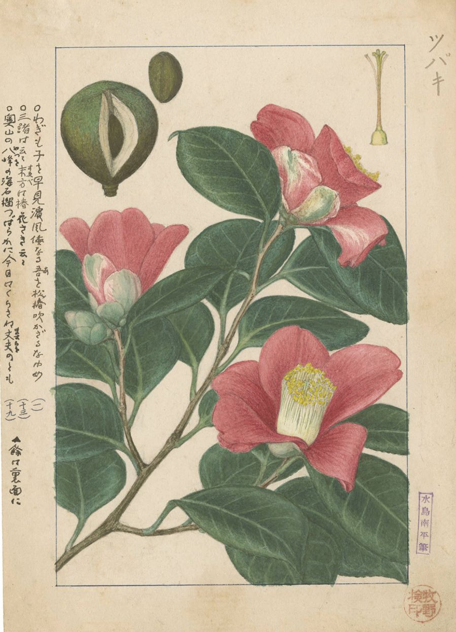 「ヤブツバキ」(植物画はいずれも水島南平作)