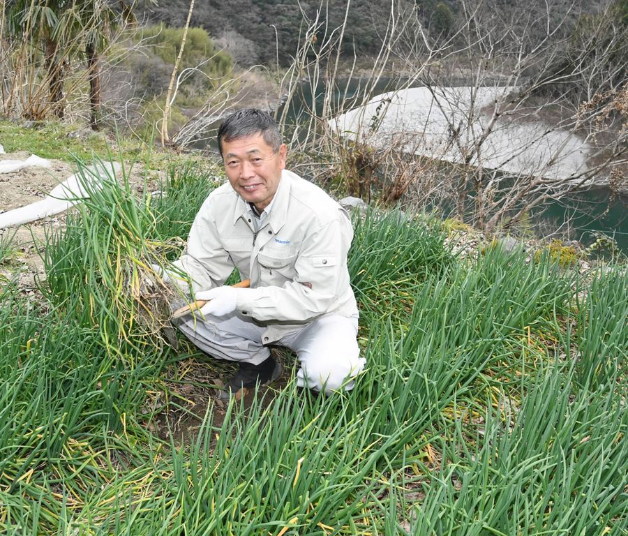 仁淀川のほとりにある畑でネギを収穫する小田壮一さん（越知町横畠北）