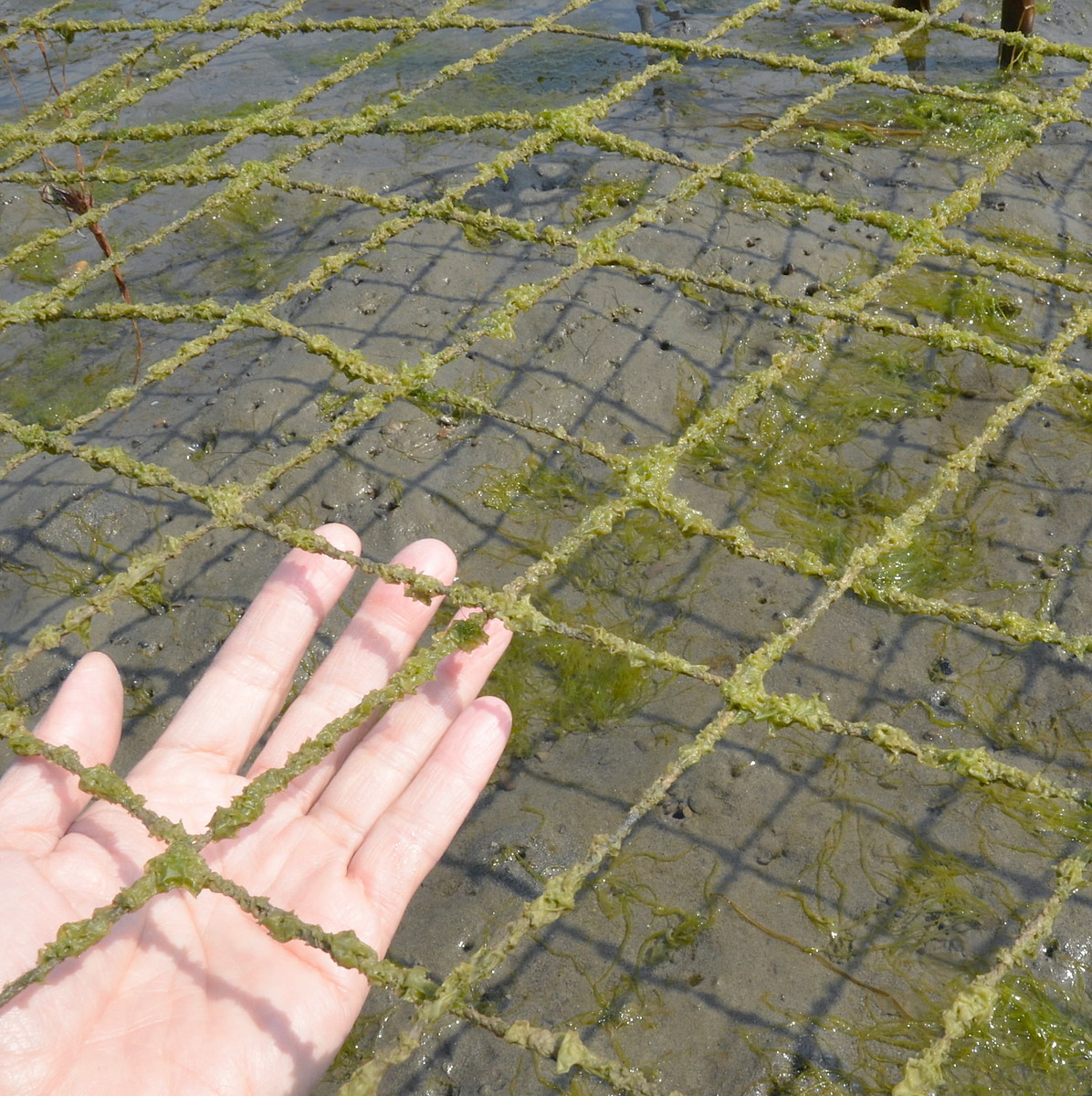 四万十川アオサノリ連年大不振 葉が育たず、漁協「養殖の存廃危機