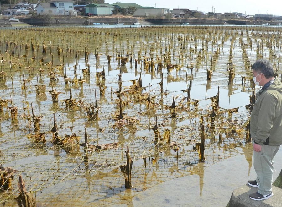 アオサノリが生育しないまま収穫期を迎えた養殖場(写真はいずれも四万十市下田の竹島川)
