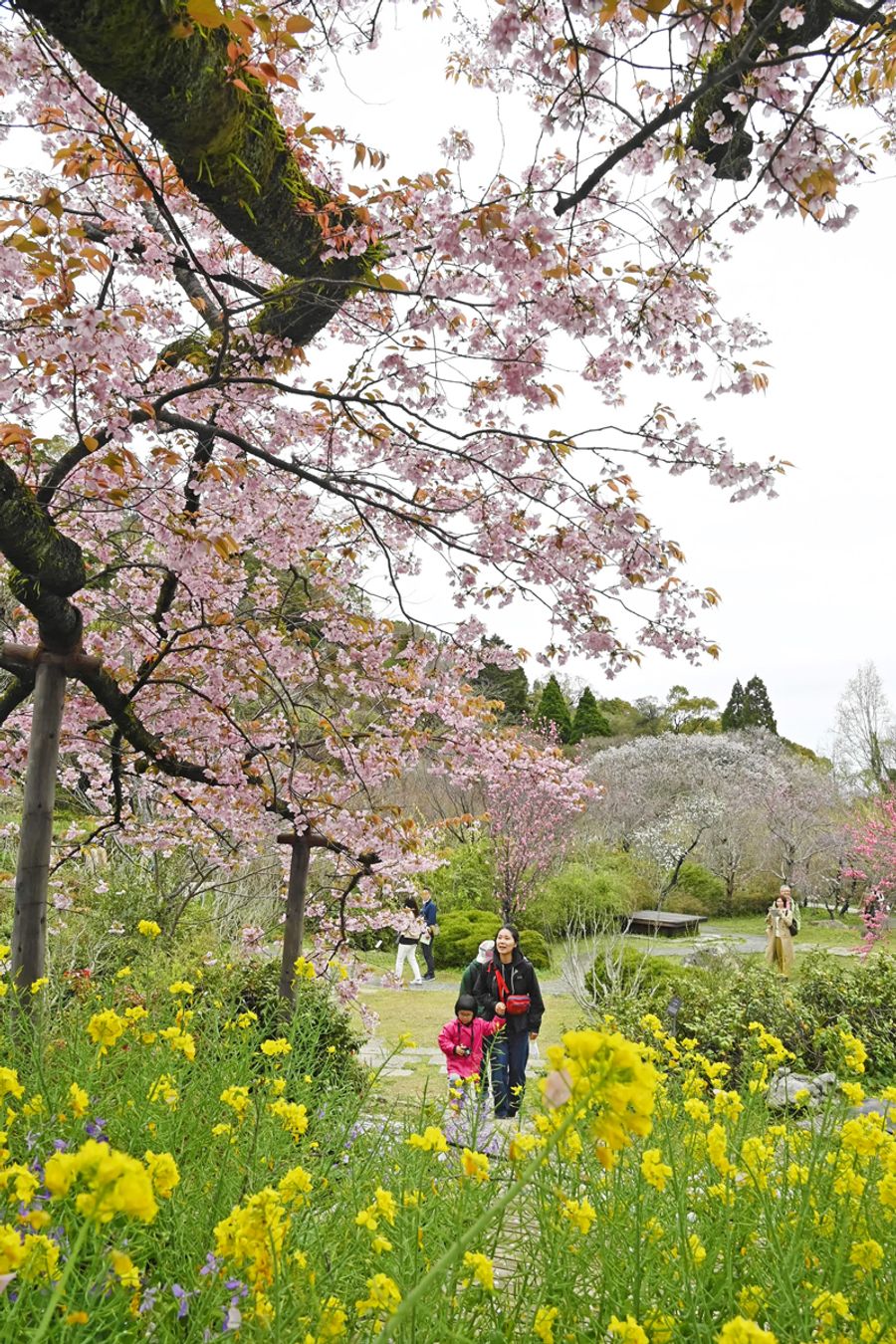 南園ではセンダイヤザクラと菜の花が咲き誇る