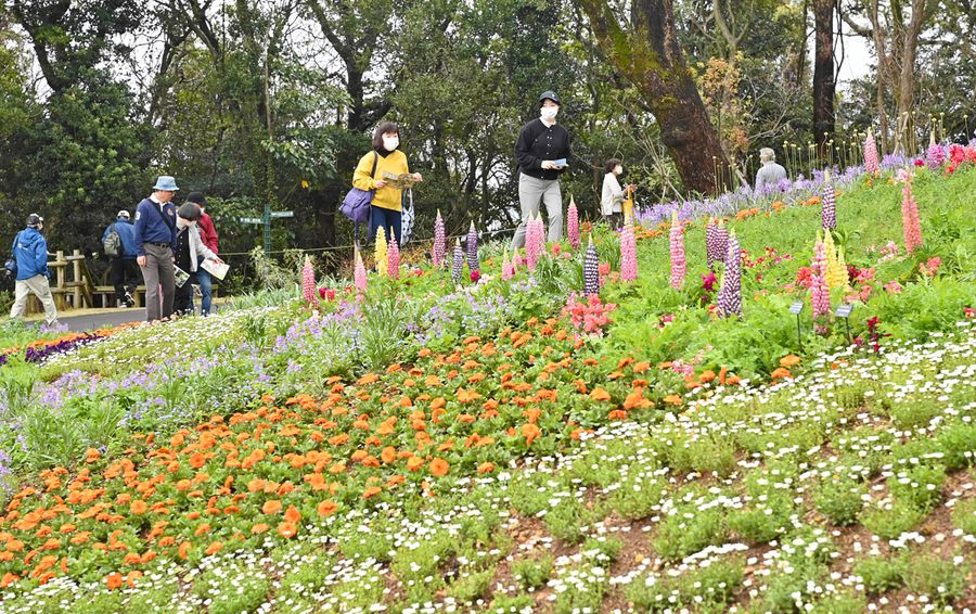 春の花々が輝くこんこん山広場（写真はいずれも高知市の県立牧野植物園＝佐藤邦昭撮影）