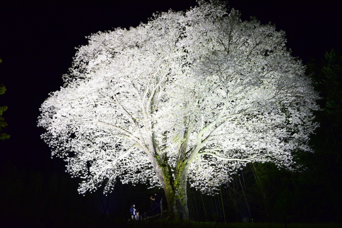 絵画　月光桜 月光桜 8F 2018年 cherry blossoms in the moonlight 花見客が