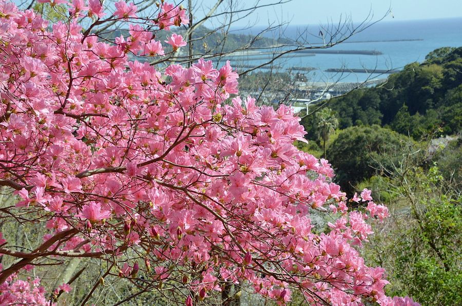 満開を迎えた月見山のツツジ（香南市香我美町岸本）