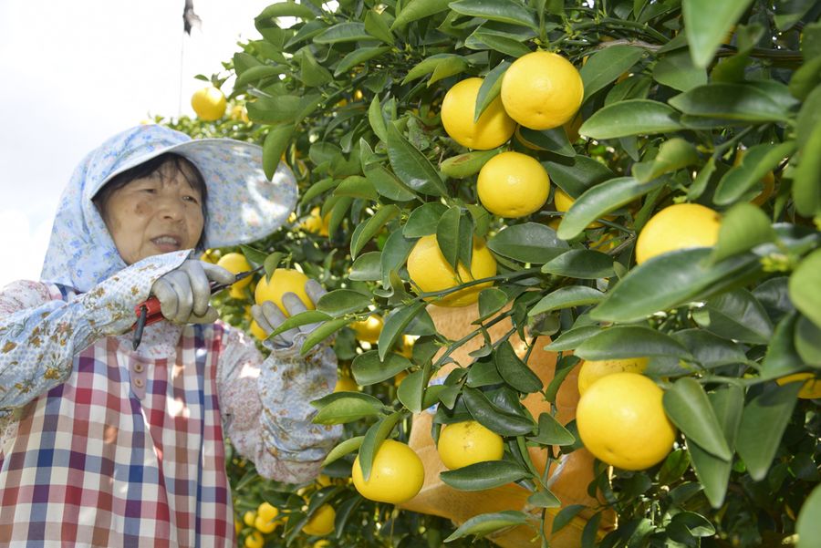 たわわに実った宿毛小夏の収穫作業(宿毛市宇須々木)