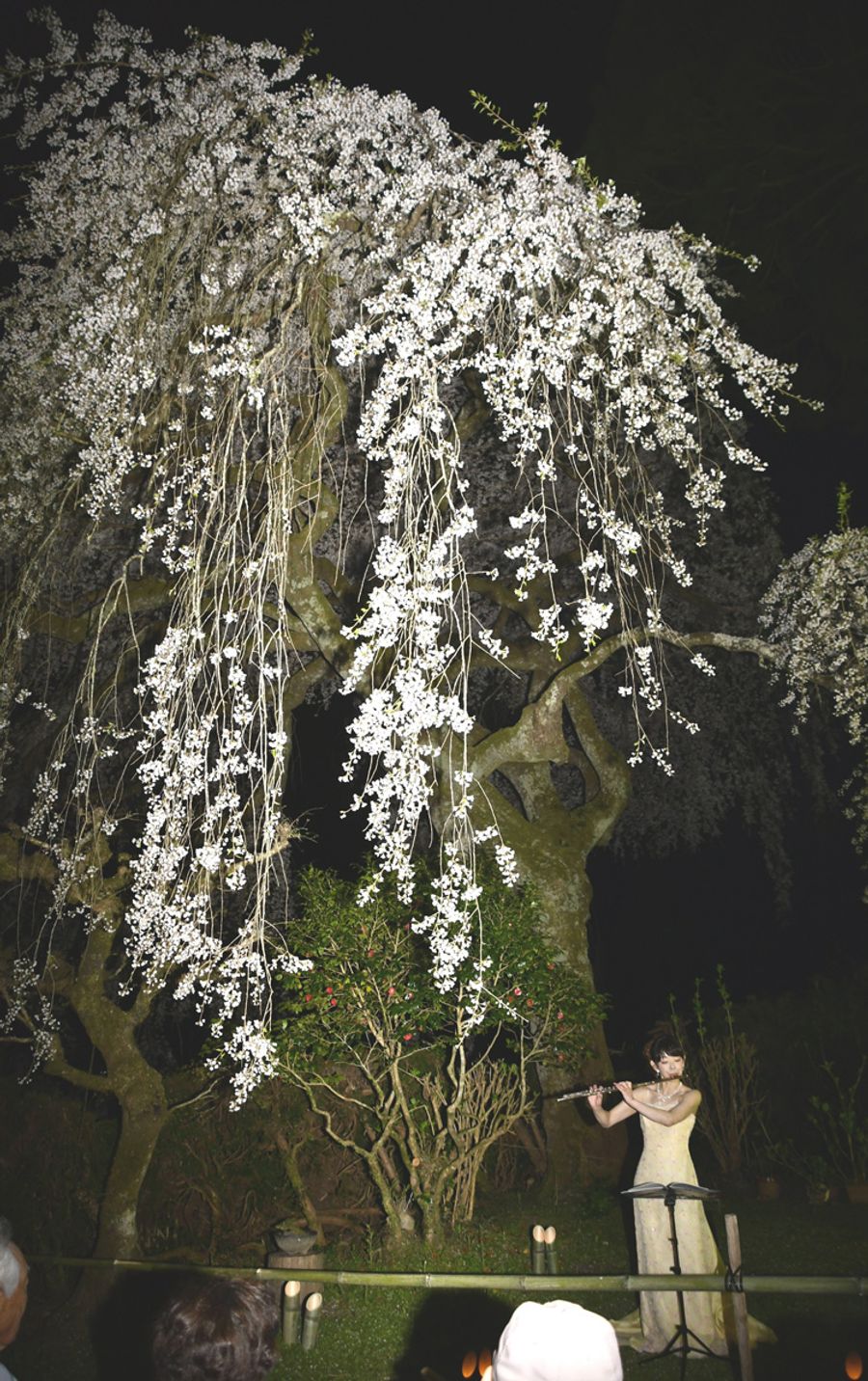 中越家のしだれ桜の下で行われた演奏会（仁淀川町別枝）