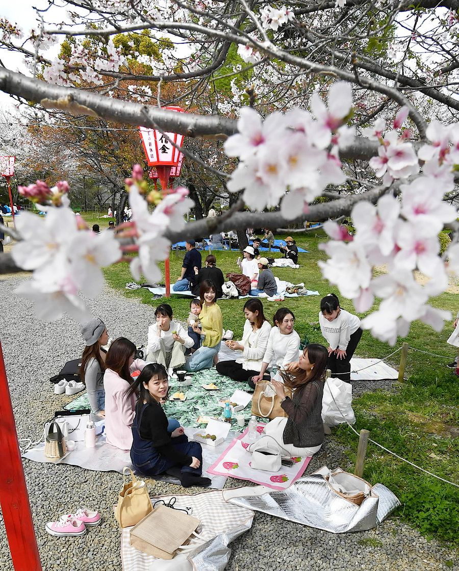スイーツ持参で花見を楽しむ女性グループ（高知市の高知城＝河本真澄撮影）