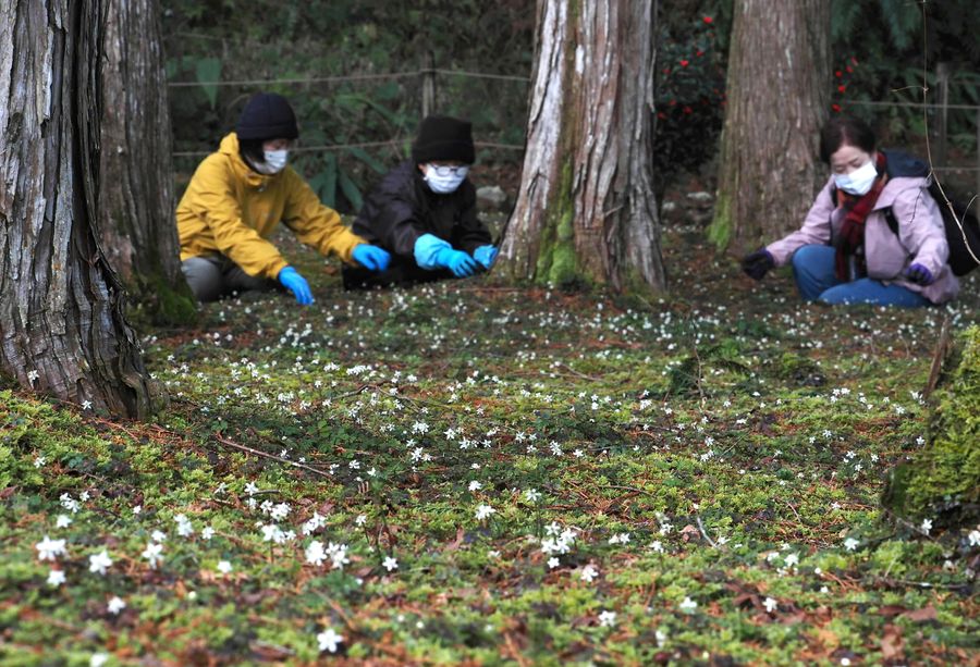 佐川町の牧野公園でボランティアがお手入れ