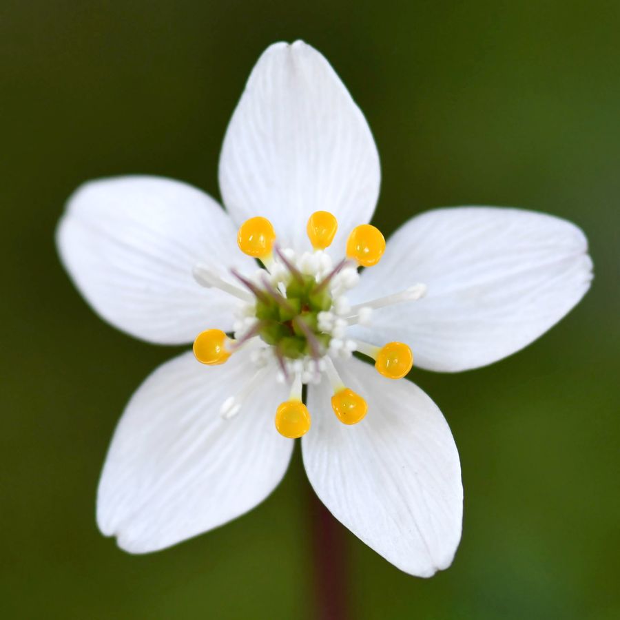 梅の花に似ていることから漢字では「梅花黄蓮」と書きます