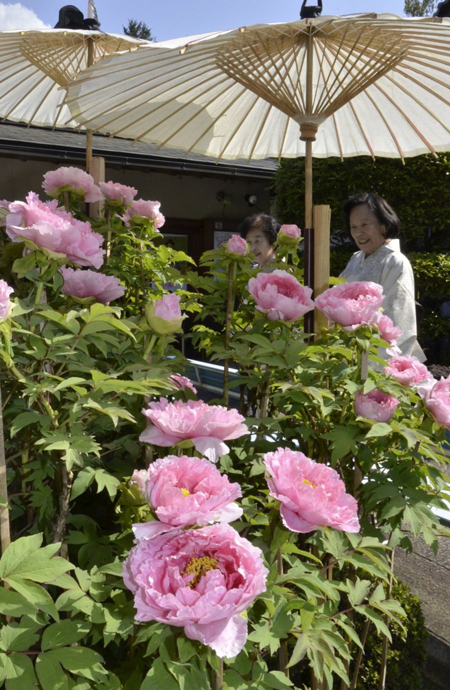大輪の花を咲かせたボタン（南国市の国分寺）