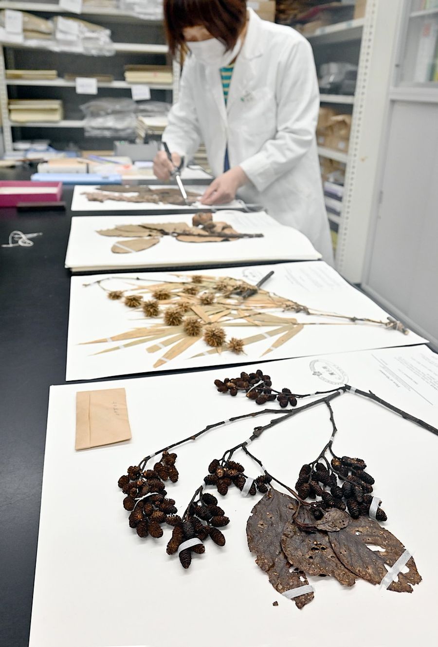 ミャンマーで採集された植物標本を分析、データベース化する作業が進められている県立牧野植物園（高知市五台山）